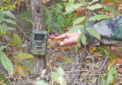 濟(jì)源蟒河林場(chǎng)發(fā)現(xiàn)金錢豹 被確認(rèn)至少存在3只以上