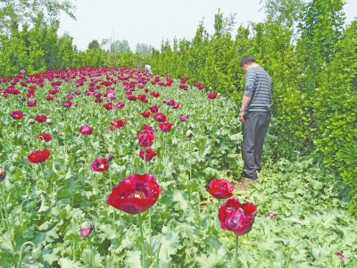 駐馬店千株罌粟藏身黃楊林 過路司機發(fā)現(xiàn)后舉報 駐馬店千株罌粟藏身黃楊林 過路司機發(fā)現(xiàn)后舉報
