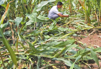 甕峪村一莊稼地，被野豬糟蹋的玉米。