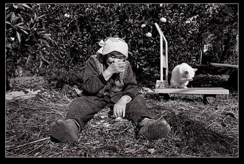 擦臉 祖母與貓的溫情世界 擦臉 祖母與貓的溫情世界