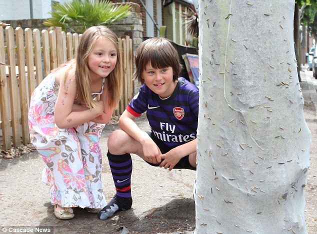 英街區(qū)遭毛蟲"入侵" 英街區(qū)遭毛蟲"入侵"