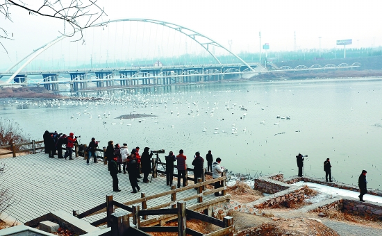 “哇!好多白天鵝。”