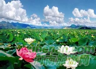 爸爸去哪兒？親密接觸荷花仙子