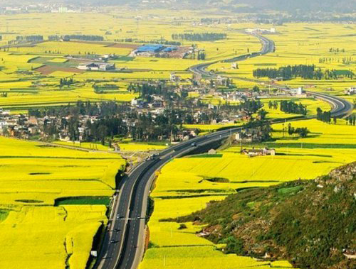 如何拍攝油菜花？達人教你7個拍攝技巧