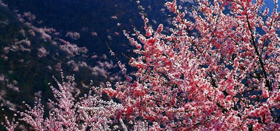 撿垃圾換玫瑰 女人節(jié) 愛在神農(nóng)山！