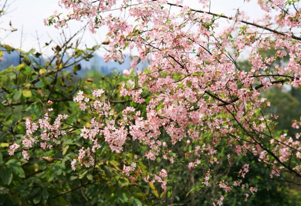 春享峨眉，樂游其中，且玩且珍惜