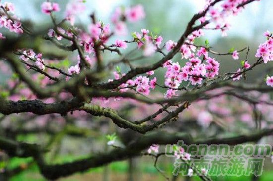 賞花路線 賞花路線