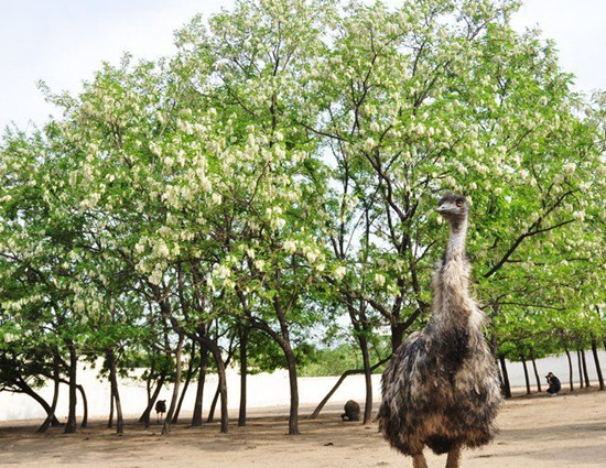 賞鄉(xiāng)村田園風(fēng)光 品舌尖一抹槐花香 賞鄉(xiāng)村田園風(fēng)光 品舌尖一抹槐花香
