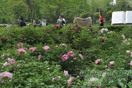 雞冠洞高山牡丹競相開放 雞冠洞高山牡丹競相開放