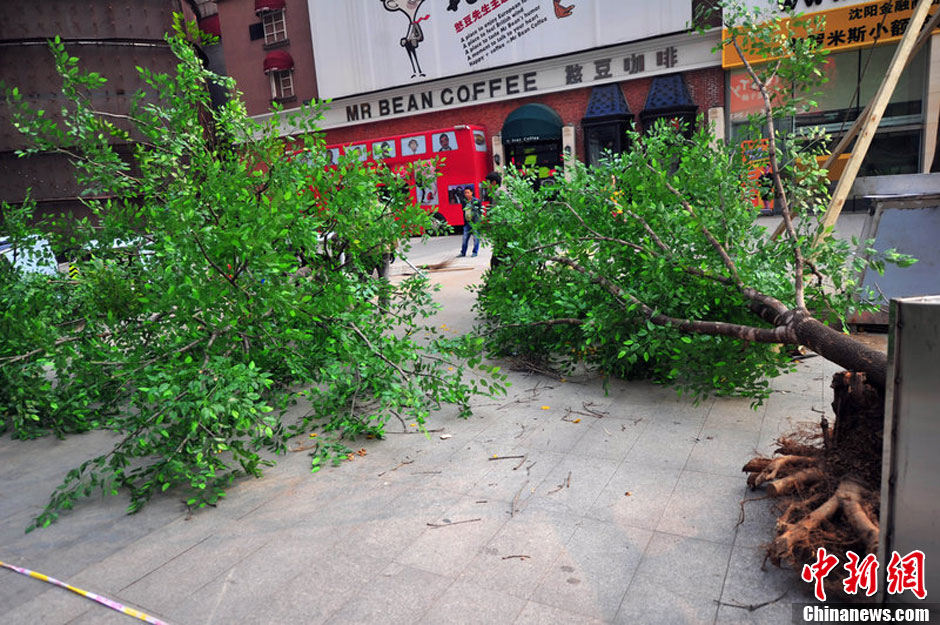 我和我的小伙伴們都驚呆了！沈陽真樹"種"上假樹葉