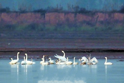千只天鵝棲息開(kāi)封柳園口 濕地成“天鵝湖” 千只天鵝棲息開(kāi)封柳園口 濕地成“天鵝湖”