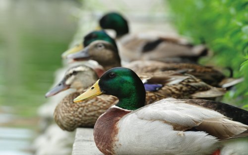 冬游臺(tái)灣 關(guān)渡賞鳥趣樂繽紛 冬游臺(tái)灣 關(guān)渡賞鳥趣樂繽紛