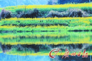 　　江嶺梯田落差不大,但有花有水。