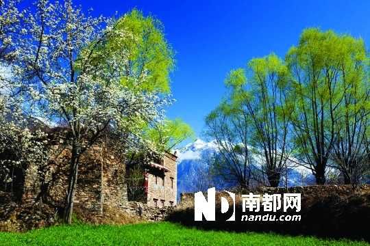 　　三月里,川西北的梨花盛放,寨子、碉樓、梨花……構(gòu)成最美的丹巴風(fēng)光。