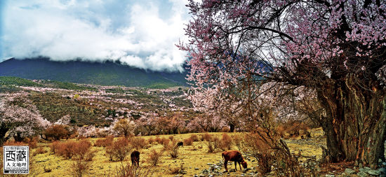 漫山綻放的桃花 漫山綻放的桃花