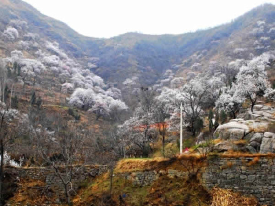 河南賞杏花:春色滿園關(guān)不住 一枝紅杏出墻來 河南賞杏花:春色滿園關(guān)不住 一枝紅杏出墻來