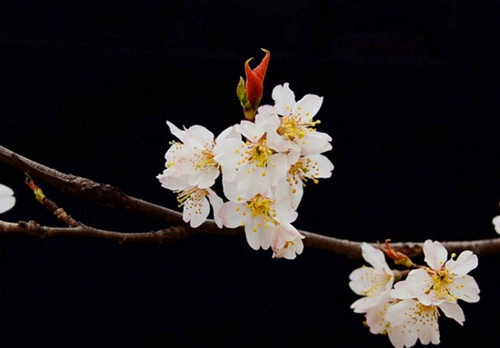 河南賞杏花:春色滿園關(guān)不住 一枝紅杏出墻來 河南賞杏花:春色滿園關(guān)不住 一枝紅杏出墻來