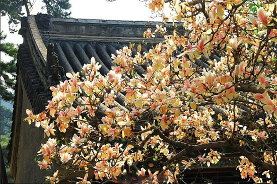 2013年潭柘寺玉蘭賞花節(jié) 2013年潭柘寺玉蘭賞花節(jié)