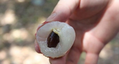 　　這就是傳說(shuō)中的瓤肉瑩白如冰雪,漿液甘酸如醴酪。大家一下就摘了半筐。