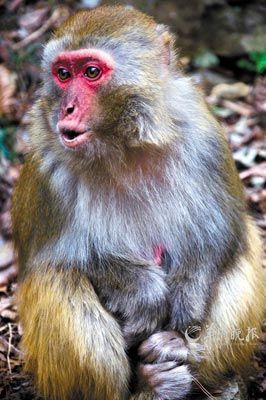 　　金鞭溪四周也是野猴的聚集地。