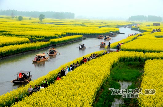 　　興化的油菜花最讓人心醉,因為沒有一個地方能把油菜花和水景結(jié)合得如此到位。(圖片來源:CFP)