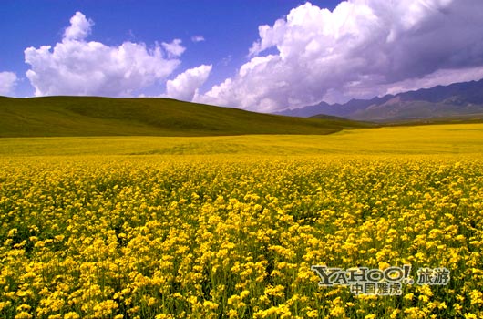 　　青海門源的油菜花景色甚為壯觀,十足的西部風味。(圖片來源:CFP)