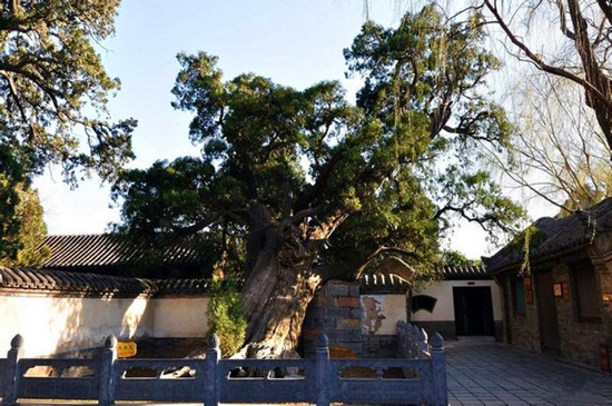 禪武兼修 身心同安—少林寺 大將軍 禪武兼修 身心同安—少林寺 大將軍