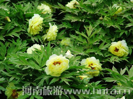 洛陽牡丹文化節(jié)旅游全攻略 洛陽牡丹文化節(jié)旅游全攻略