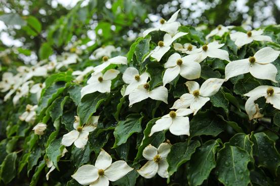 四照花開(kāi)滿樹(shù),賞花正當(dāng)時(shí)