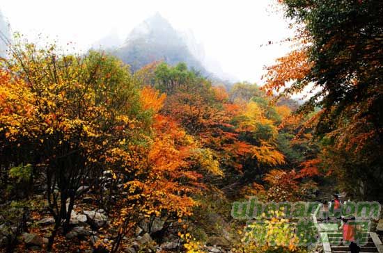 深秋去堯山賞紅葉、泡溫泉、拜大佛