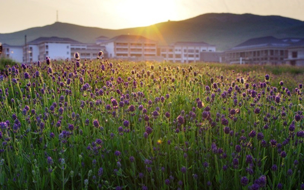 別樣蜜月，河南最適宜新婚度假的景區(qū)