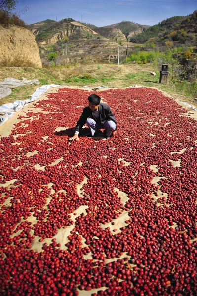 黃老漢家窯洞頂上鋪著一層紅棗,這也是他做黃饃饃的餡料。