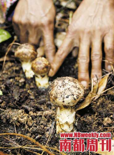 云南山林里松茸肥嫩喜人 云南山林里松茸肥嫩喜人