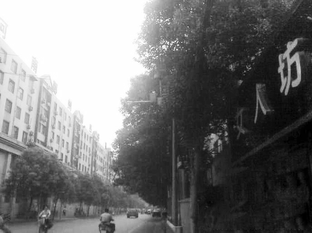 　　樹木枝繁葉茂，幾乎完全擋住紅綠燈 網(wǎng)友供圖