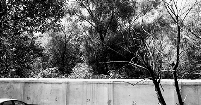 家長(zhǎng)們熱切盼望的天明路小學(xué)規(guī)劃地，就在這個(gè)郁郁蔥蔥的院里