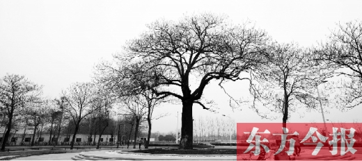 焦裕祿當(dāng)年種下的泡桐 焦裕祿當(dāng)年種下的泡桐