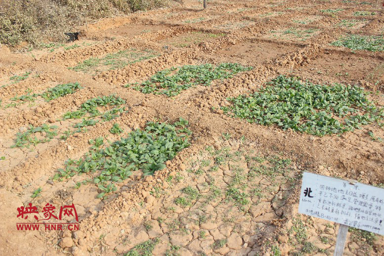 開(kāi)心農(nóng)場(chǎng)哦，你可以再這兒包地，無(wú)毒無(wú)公害綠色產(chǎn)品