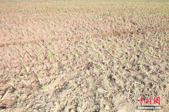 2014年7月31日早晨，浙江紹興市區(qū)蔬菜批發(fā)市場旁邊的土地已經(jīng)發(fā)生開裂。