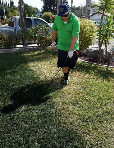 加州一市民正在為草地翻新“整容”。