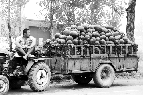 　看著滿滿一車瓜，一瓜農(nóng)愁眉不展。