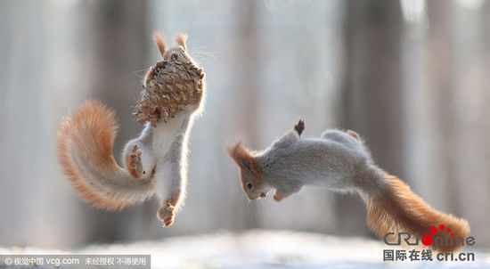 松鼠雪中爭(zhēng)搶食物 松鼠雪中爭(zhēng)搶食物