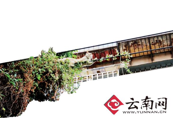 小貓下樹(shù)，但小貓就是不下來(lái)，反而爬到了一根緊貼著樹(shù)的電線上。