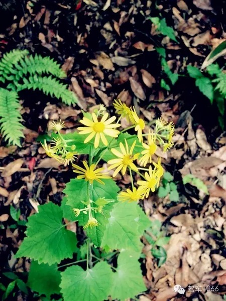不僅有樹，還有美麗的小花花！
