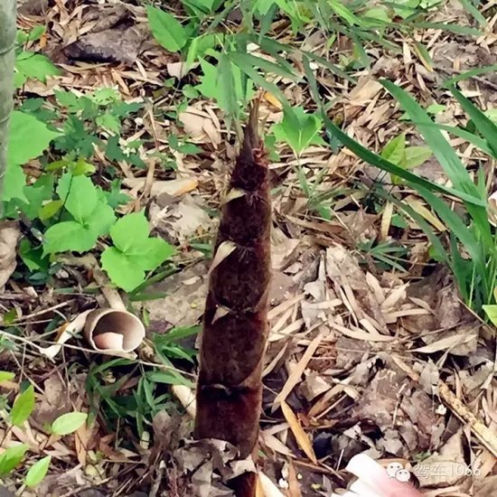 咦~這是什么？能吃嗎？