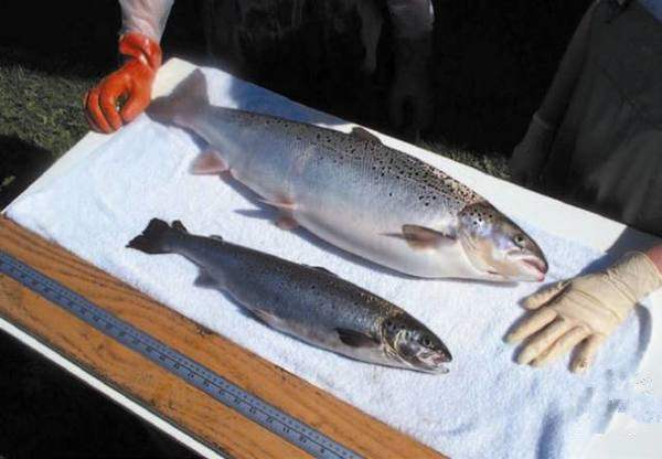 美國(guó)為何要率先吃轉(zhuǎn)基因動(dòng)物？