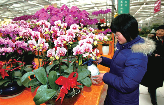 春節(jié)即將來臨，蝴蝶蘭依舊是節(jié)日花卉市場上最吸引眼球的品種，但銷量沒有去年同期好