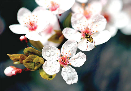 山杏報春，蜜蜂出動