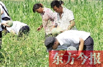 愛心企業(yè)員工幫助瓜農采摘西瓜