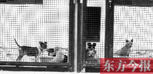 被主人遺棄的小狗暫時寄居在鄭州市犬只收容中心內(nèi)，如果沒有人來認領(lǐng)，他們將被處以安樂死