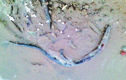 鄭州龍湖北岸大批量蛇鱔死亡 經(jīng)鑒定屬“外來戶” 鄭州龍湖北岸大批量蛇鱔死亡 經(jīng)鑒定屬“外來戶”